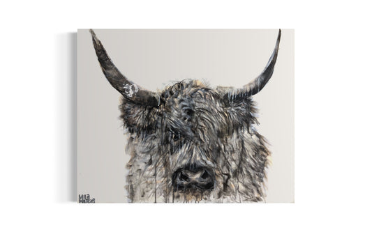 Highland Cow
